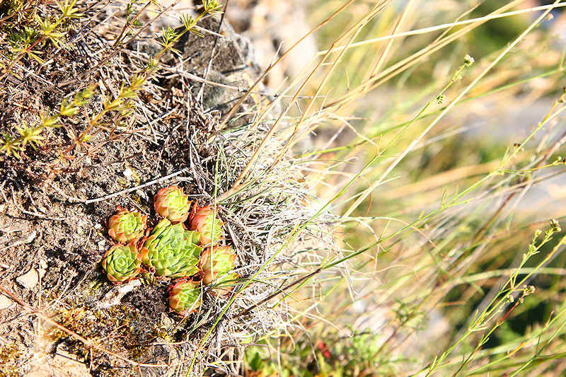 macro nature été automne vallée valais plante verte jaune joubarbe grasse cactus sauvage roche rocailles