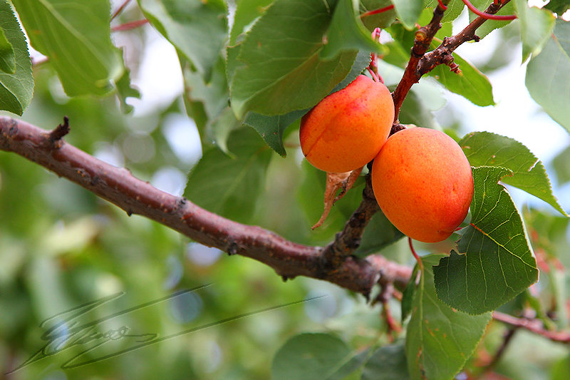 macro nature été automne fruit abricot orange valais vallée abricotier valaisant abricotine eau de vie