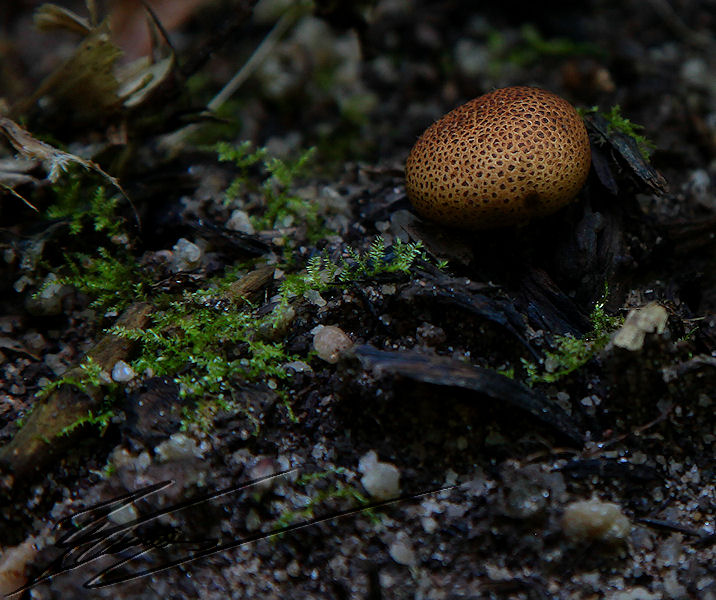 macro nature champignon champi sous bois boule petit brun ocre beige vese de loup vesse rond