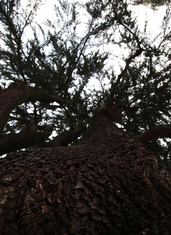 arbre brun nature écorce