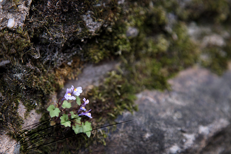macro nature sous bois fleur violette mauve pastel pâle blanc mur muraille pierre mousse