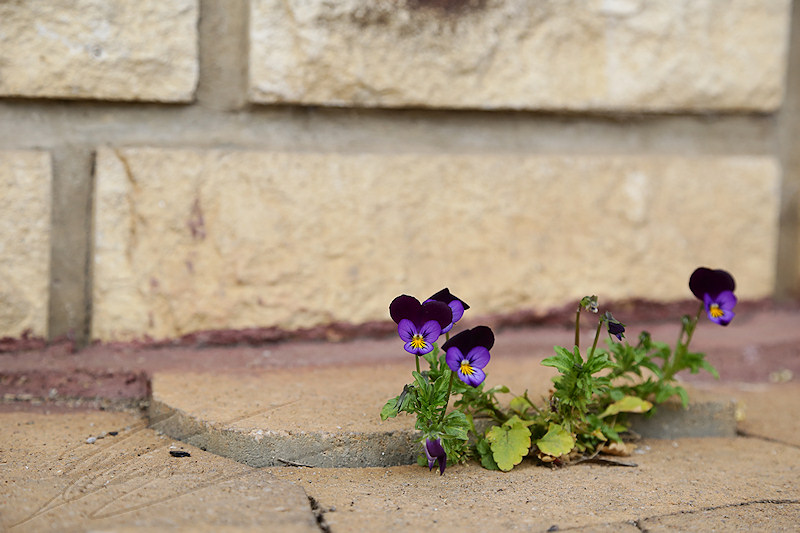 macro nature printemps été spring summer fleur flower violet violette mauve purple pensée thinking dalles maison house papy