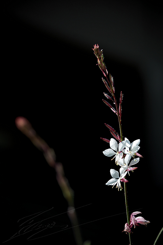 macro nature fleur blanche délicate bokeh