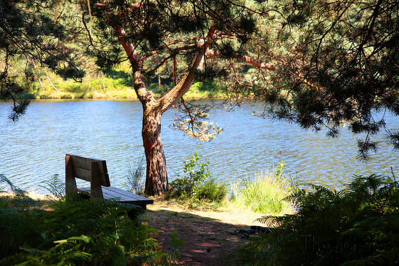 paysage lac étang de miel banc public repos ombragé eau fougère pinède rive berge