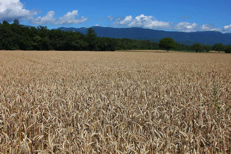 paysage blés mûrs champs fauchage dorés platine campagne agriculture