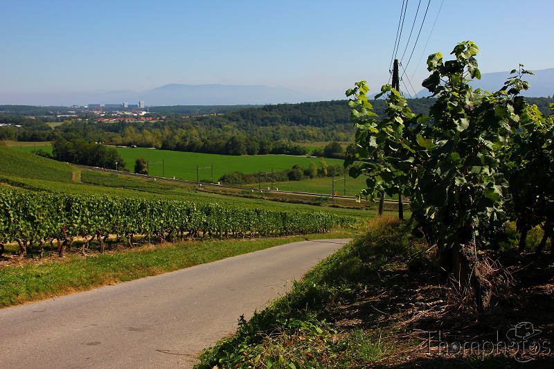 paysage vignes fête des vendanges russin chemin montée rude alcool vin rouge blanc rosé soleil