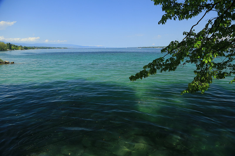 paysage landscape lac de genève léman lake geneva suisse swiss france polarisant polarising filter filtre eau water nature jet d'eau fountain arbre tree