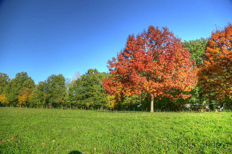 paysage landscape automne autumn arbres tree rouge brun marron brown ocre leaf feuille morte dead hdr high dynamic range
