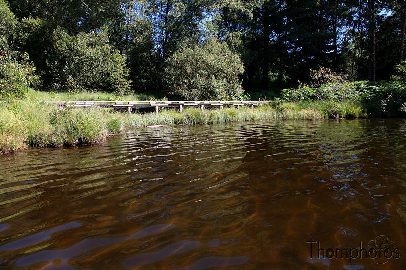 paysage lac étang de miel eau petit ponton berge rives pédalo fougères plantes aquatiques