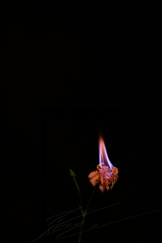 pyrotechnie pyro feu flamme explosion fire fleur flamboyante macro rose branche fond noir orange rouge bleu alcool essence brûle amour incendie passion