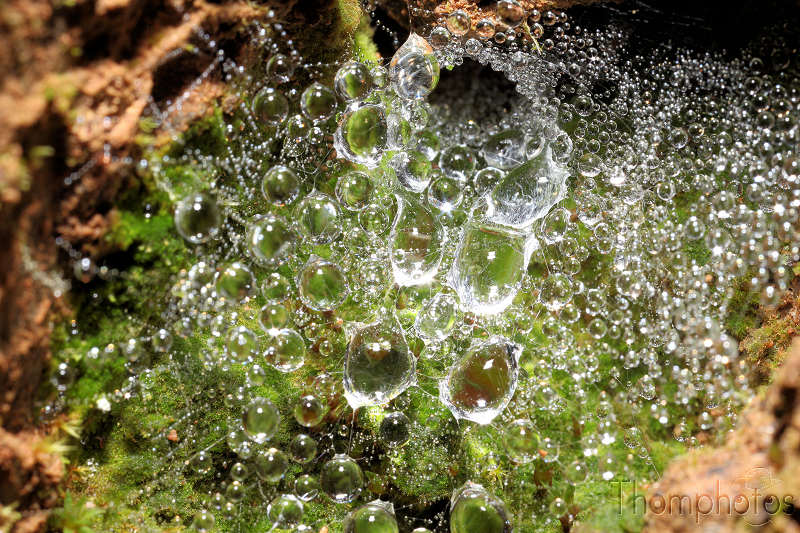reportage malemort dampniat france toile d'araignée rosée scintille goutte d'eau macro nature