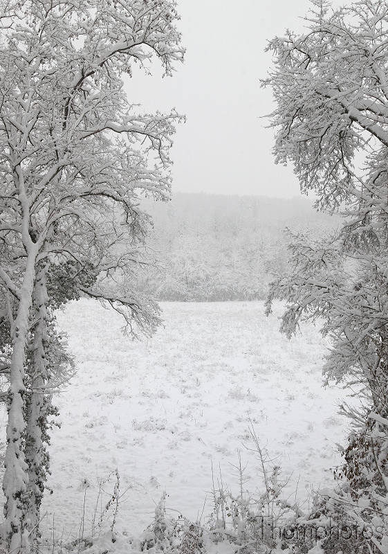 reportage paysage froid versoix neige glace flocon cristaux blanc ouverture forêt champs pré