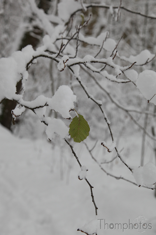 reportage macro nature versoix neige suisse blanc cristaux flocon glace solitude feuille verte