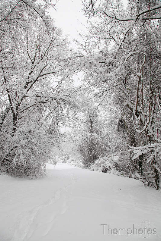 reportage paysage froid versoix neige glace flocon cristaux blanc Voute arbres