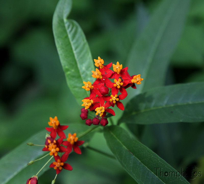 reportage macro nature papiliorama chiètres kerzers fleur tropicale rouge orange