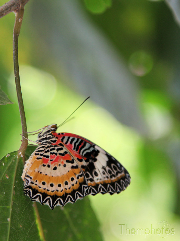 papillon papiliorama chiètres kerzers reportage leo