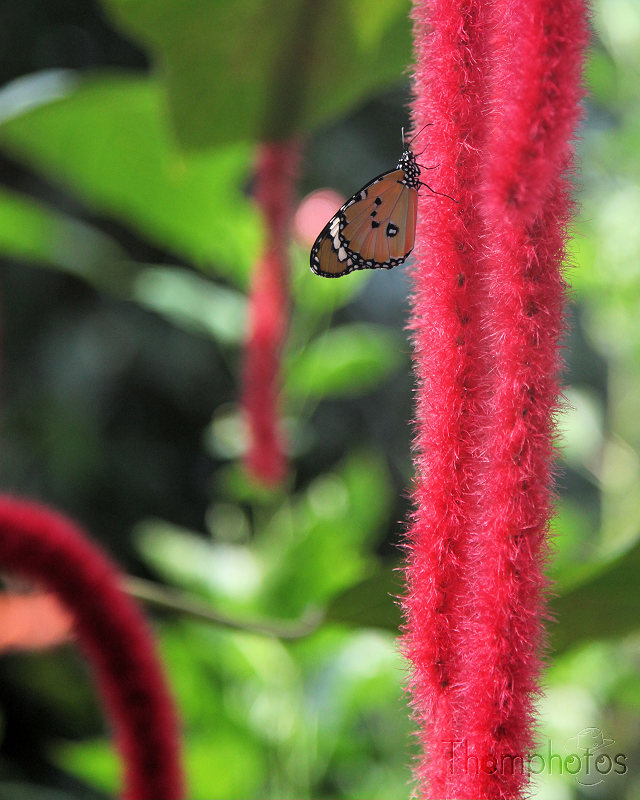 papillon papiliorama chiètres kerzers reportage monarque