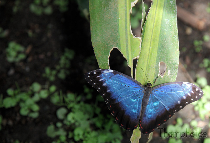 papillon papiliorama chiètres kerzers reportage morpho bleu