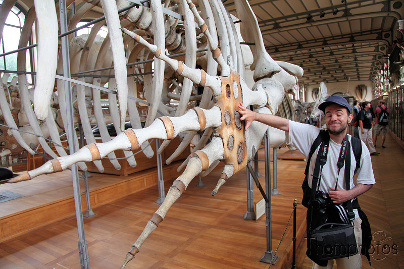 reportage paris 20h Comparaison squelette baleine anatomie comparée musée d'histoire naturelle