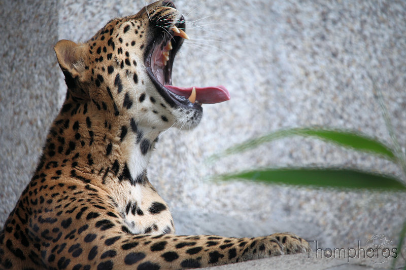 reportage paris 20h panthère jaguar jardin des plantes ménagerie