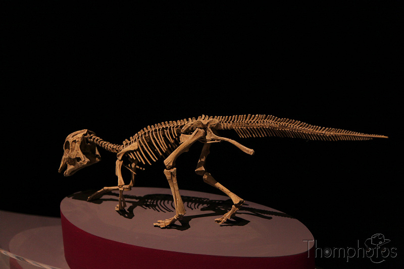 reportage paris 20h Maiasaura dinosaure squelette anatomie comparée musée d'histoire naturelle