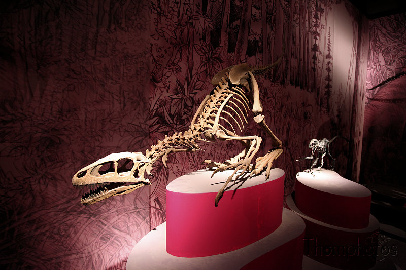 reportage paris 20h squelette dinosaure raptor vélociraptor anatomie comparée musée d'histoire naturelle