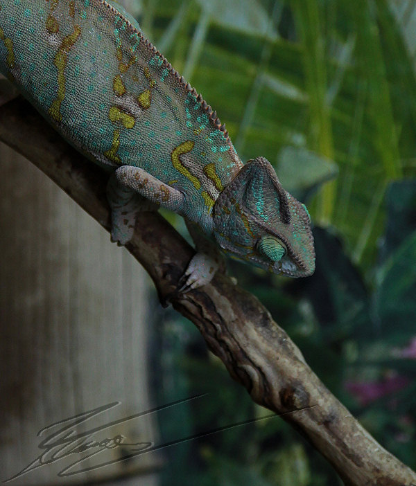 reportage bretagne 2011 zoo lézard caméléon vert couleur chameleon
