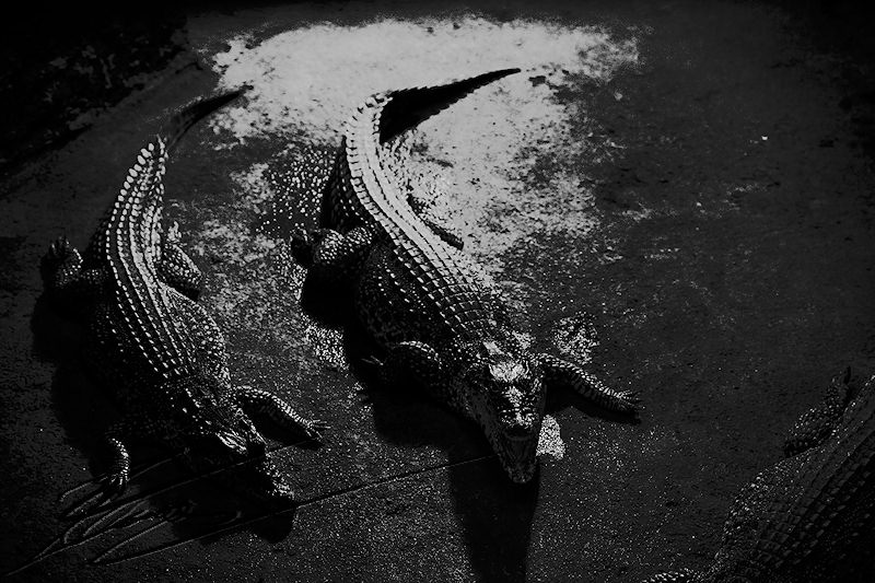 reportage bretagne 2011 crocodile alligatore alligator bay zoo noir et blanc nb nil floride