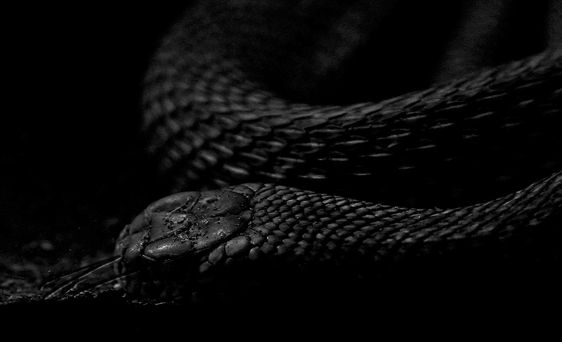 reportage bretagne 2011 zoo serpent python corail crotal sonnette boa anaconda noir et blanc agressif nb