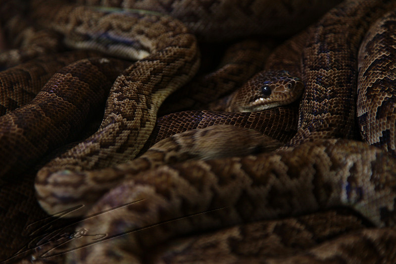 reportage bretagne 2011 zoo serpent python corail crotal sonnette boa anaconda
