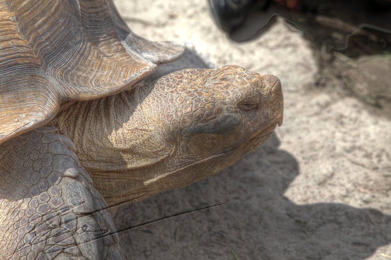 reportage bretagne 2011 zoo tortue géante terrestre maritime seychelle afrique tortoche