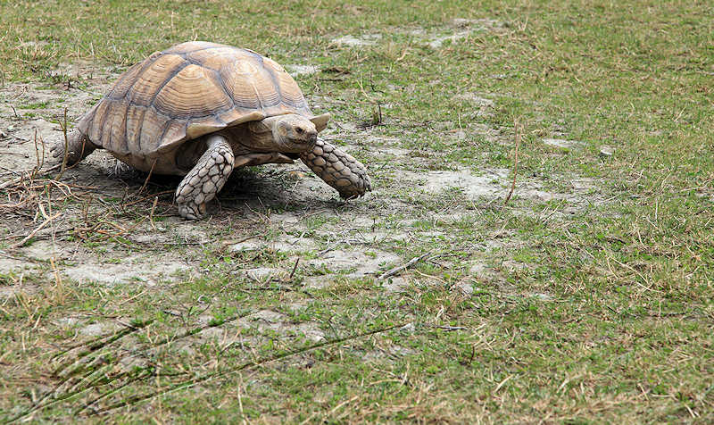 reportage bretagne 2011 zoo tortue géante terrestre maritime seychelle afrique tortoche