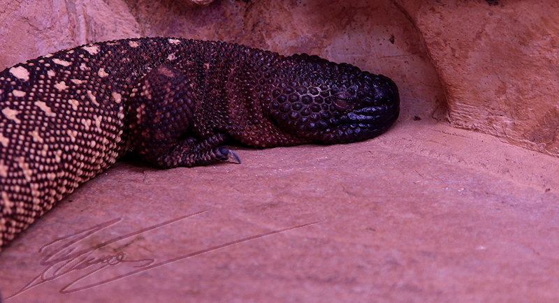 reportage bretagne 2011 zoo reptile varan komodo scique à langue bleue désert