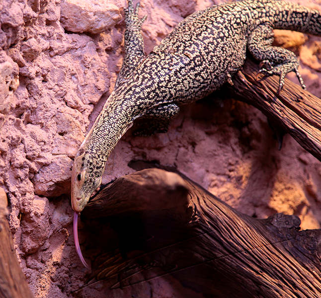 reportage bretagne 2011 zoo reptile varan komodo scique à langue bleue désert
