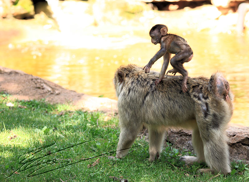 france rocamadour forêt des singes jeune tangue sauter en marche mère