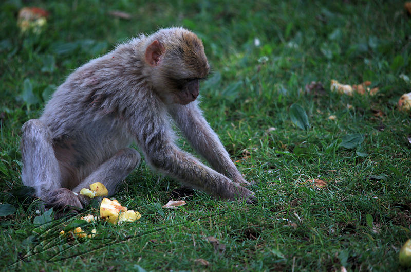 france rocamadour forêt des singes jeune mange à table pomme fruit à l'ombre