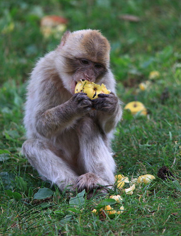 france rocamadour forêt des singes jeune mange à table pomme fruit à l'ombre