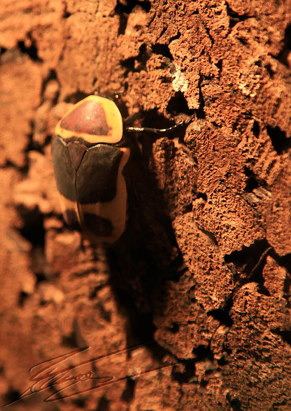 insectopia insecte cétoine dorée reportage