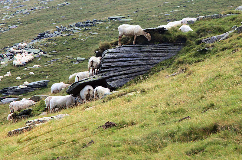 reportage pays basque france rhune mouton