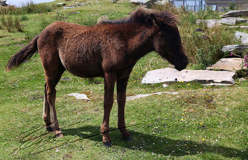 Pottok cheval rhune pays basque reportage