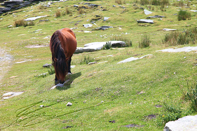 Pottok cheval rhune pays basque reportage