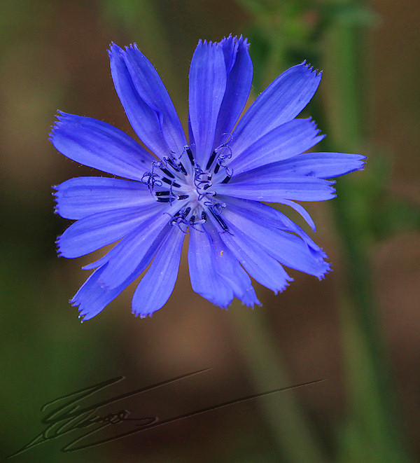 reportage pays basque france fleur bleu chicorée sauvage macro nature