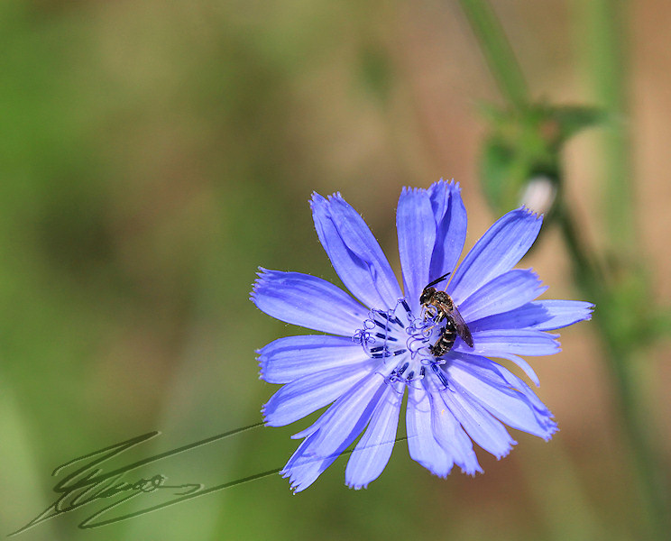 reportage macro nature pays basque jour J 5 guiche hastingues Fleur bleue chicorée sauvage hyménoptère insecte