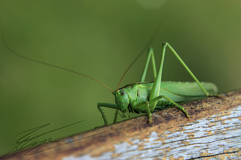 reportage 2011 pays basque france macro nature animalier sauterelle verte grosse énorme grasshopper big giante green