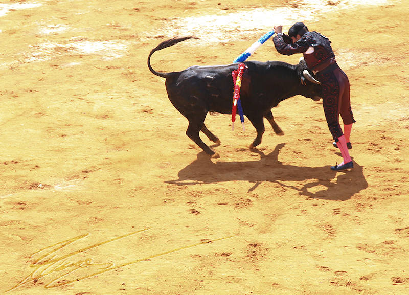 reportage pays basque retour taureau toréador matador corrida novillada muleta torero olé banderrilles