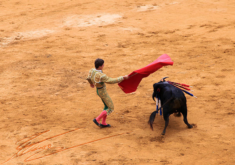 reportage pays basque retour taureau toréador matador corrida novillada muleta torero olé