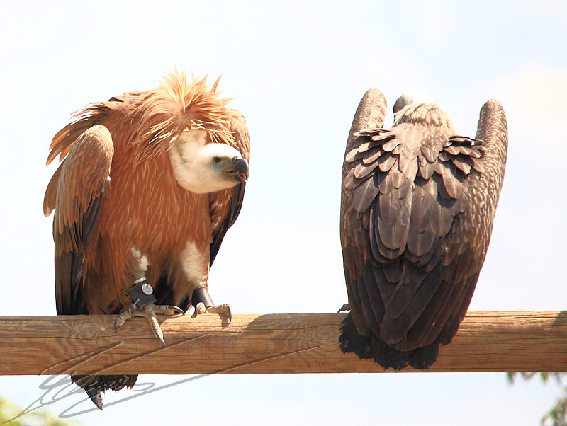 vautours rocher des aigles reportage