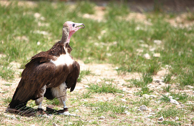 vautours rocher des aigles reportage