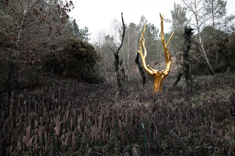 reportage 2012 bretagne sud breizh izel kenavo J12 jour 12 légende forêt de brocéliande roi arthur merlin l'enchanteur fée viviane morgane fontaine de jouvence val sans retour arbre d'or