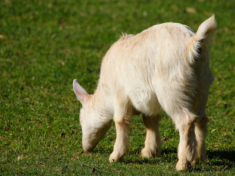 reportage 2012 bretagne sud breizh izel kenavo J2 jour 2 parc animalier de branféré Chevreau espace contact animal biquette chèvre blanc